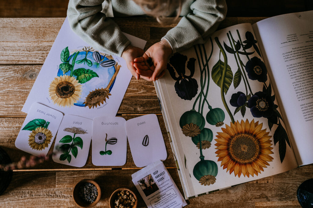 A sunflower study with Fiddlesticks Education printables.